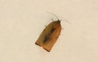 Abbildung 3: Cacoecimorpha pronubana (HÜBNER, 1799), ♀, 26.1.2009 (Foto: H.-G. Wagner) 