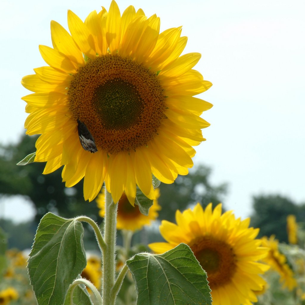 sun flower sun flower