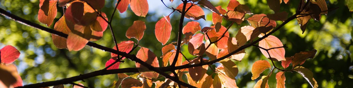 Laubbaum im Herbst mit rot gefärbten Blättern