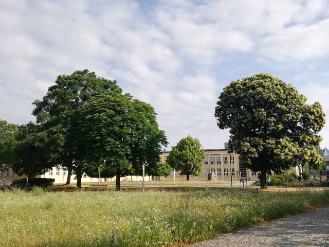 Das Foto zeigt den Campus in Senftenberg; Blumenwiese, große Kastanien und das Lehrgebäude 4 im Hintergrund.