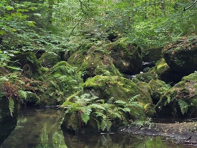 Das Foto zeigt den Forellensteig bei Berggießhübel.