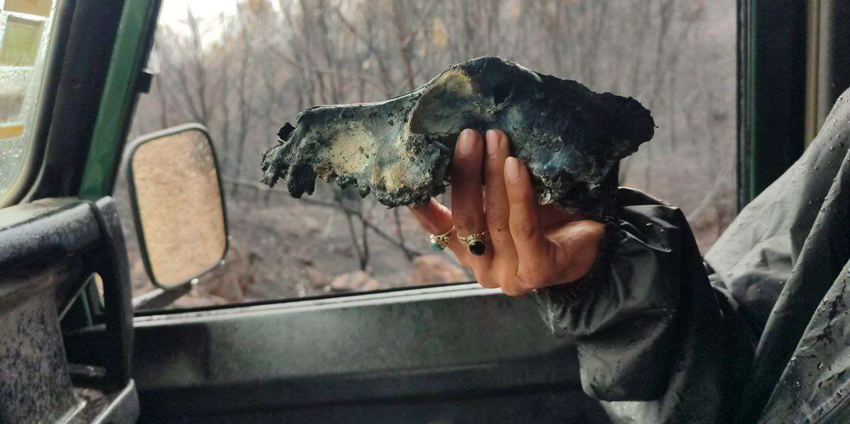 Hand die ein Tierskelet hält