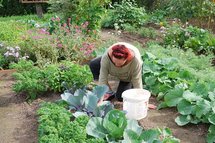 Die Gärtnerin beim Unkrautjäten in den Gemüsebeeten, wo Grün-, Rot- und Spitzkohl, Kohlrübe und Rote Beete stehen