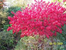 Die Blätter des Feuerahorns färben sich im Herbst intensiv rot