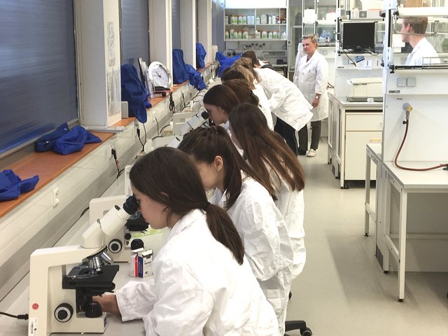 Schülerinnen blicken im Labor durch Mikroskope
