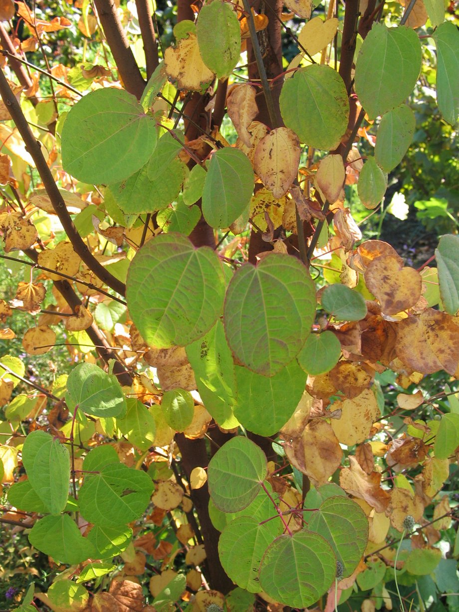 Japanischer Kuchenbaum (Cercidiphyllum japonicum); Foto: R. Grube