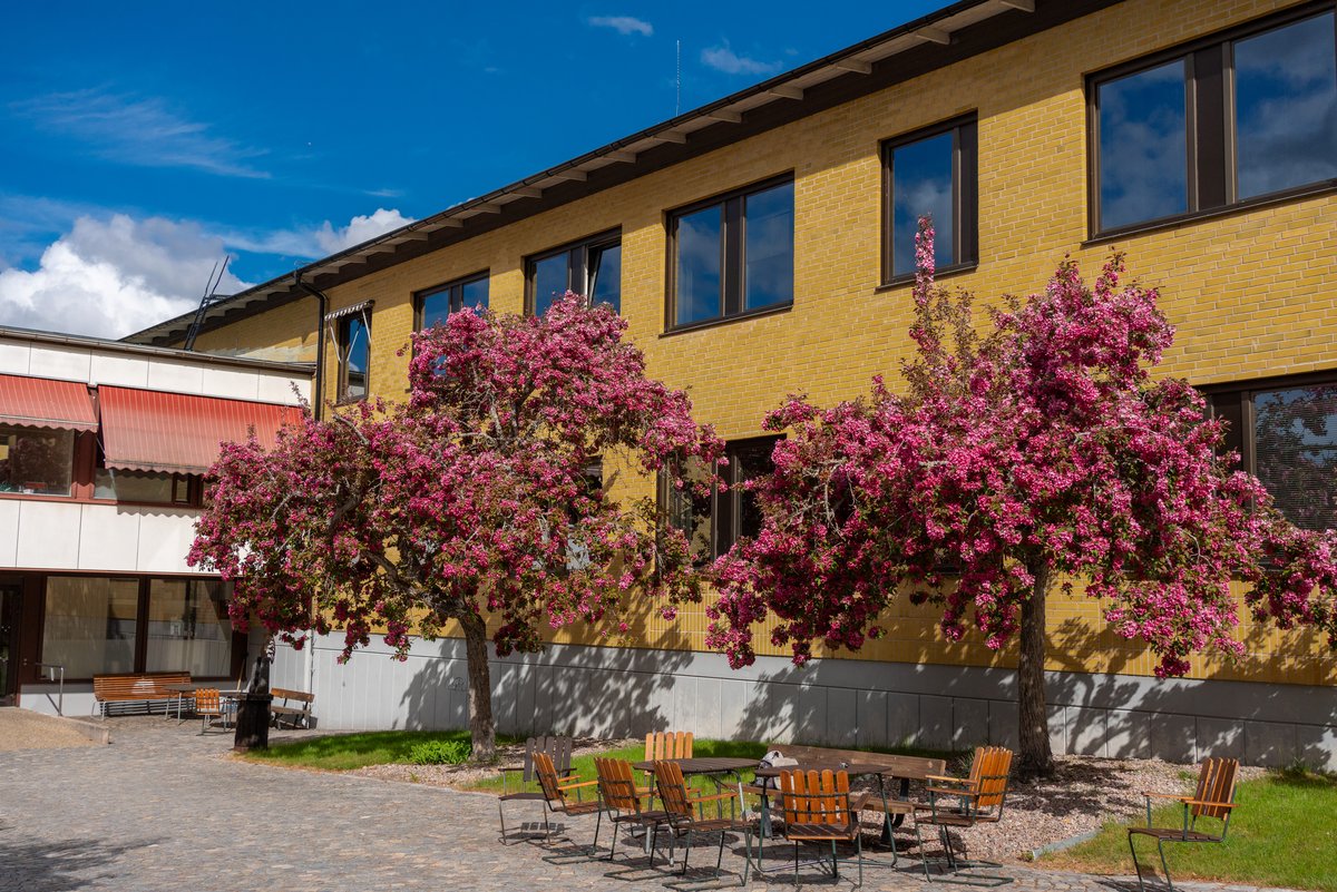 Ingesund College of Music, Music, IGP