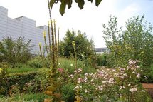 Sommermix: links die große Königskerze, rechts blüht rosa die Anemone. Im Hintergrund stehen Pappel, Linden und Sommerflieder