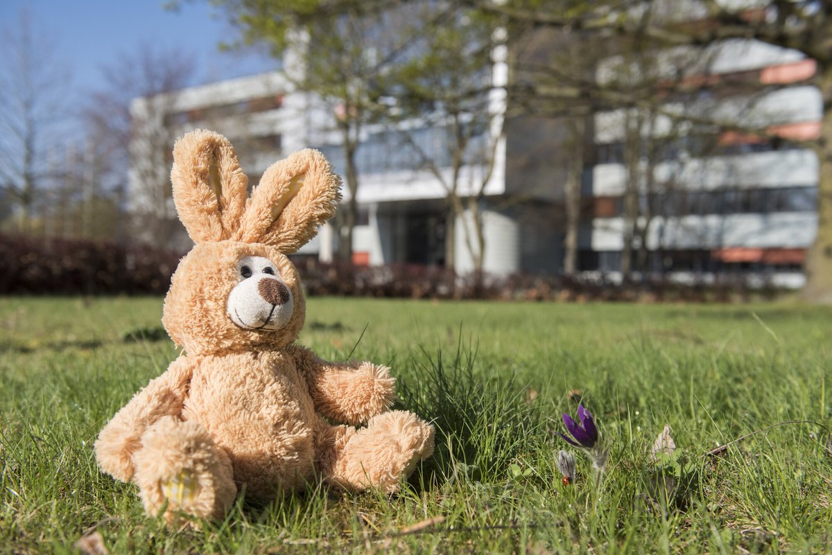 Püschosterhase auf der Wiese