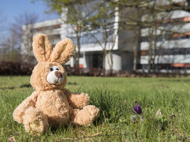 Püschosterhase auf der Wiese