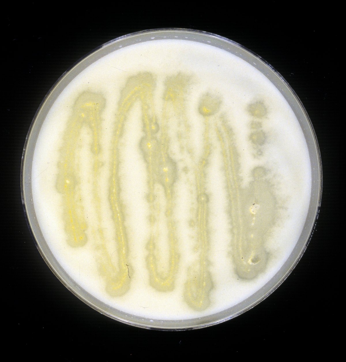 Der filamentöse Pilz Ashbya gossypii produziert Vitamin B2. Er ist deswegen gelb gefärbt. Wächst er auf einer dünnen, hier weißen, Schicht aus pflanzlichem Fett, löst sich diese auf. 