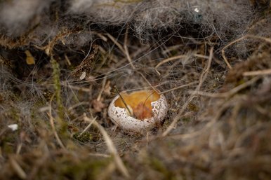 left broken egg in the nest