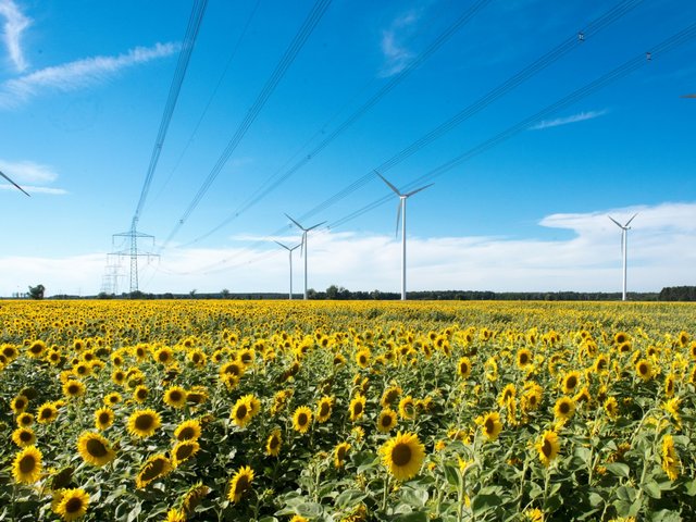Am Rande eines Feldes blühender Sonnenblumen, über das Sromleitungen führen, stehen zahlreiche Windkraftanlagen. Foto: Ralf Schuster