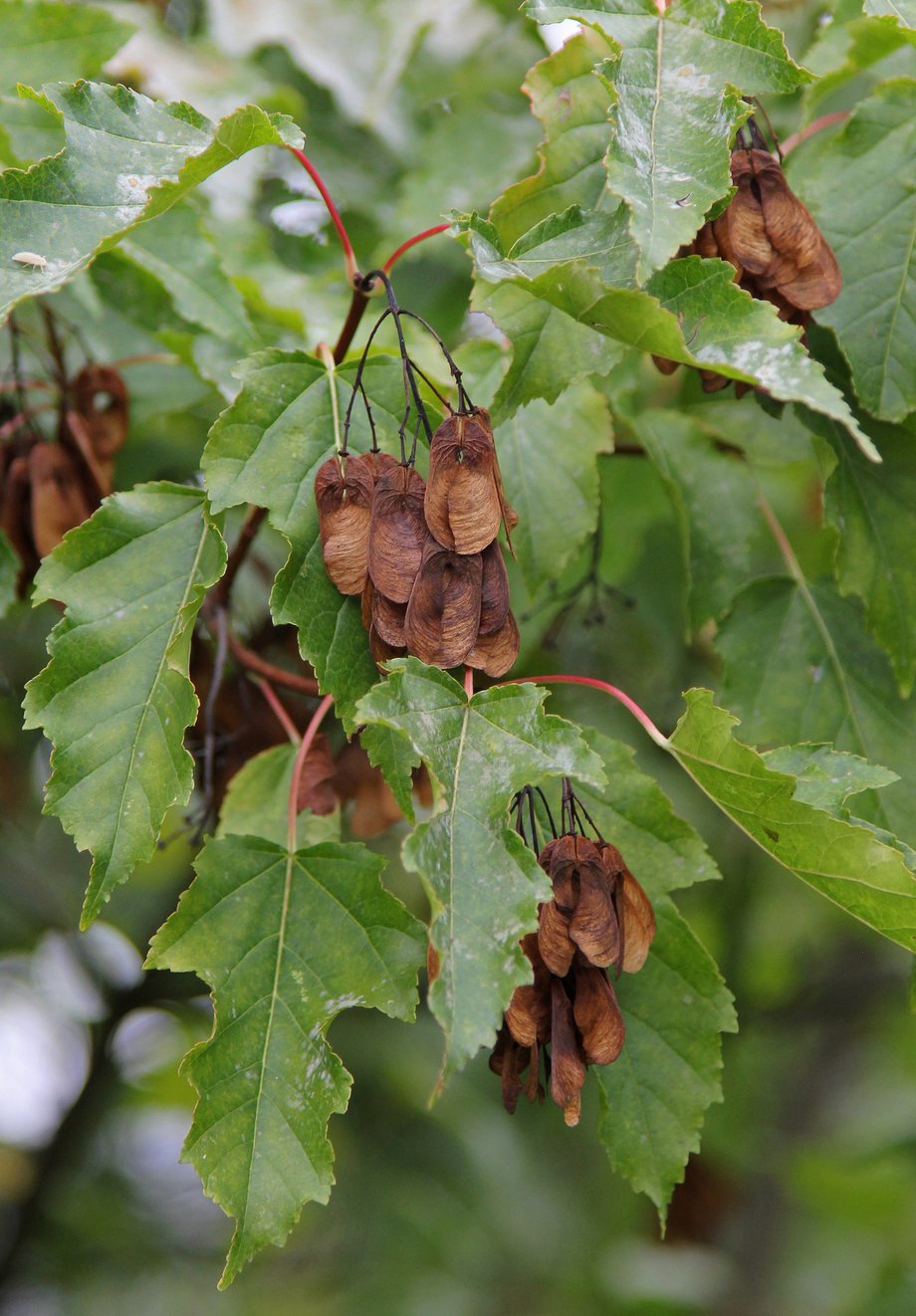 Amurahorn, Feuerahorn (Acer tataricum ssp. ginnala); Foto: R. Grube