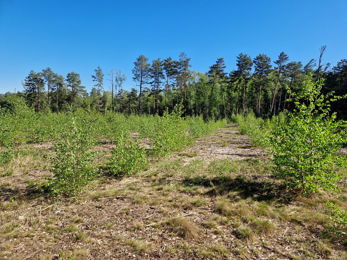 Young birch forest.