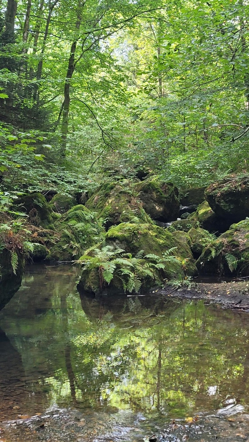 Das Foto zeigt den Forellensteig bei Berggießhübel.