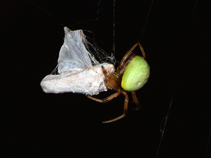 Spinne beim einwickeln ihrer Beute