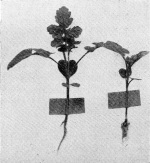 Boas+Merkenschlager-1925-1: Details Image preview