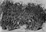 Broenner-1915-1: Details Image preview