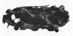 Broenner-1915-3: Details Image preview
