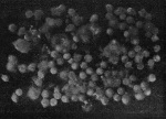 Demoll-1921-2: Details Image preview