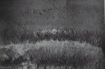 Fischer_1938_47: Details Image preview