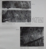 Fischer_1938_81: Detailansicht Bildvorschau