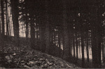 Forsteneichner-1915-26-2: Details Image preview