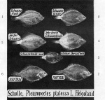 Franz-1924-1: Details Image preview