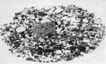 Franz-1924-3: Details Image preview
