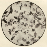 Fric+Vavra-1901-20: Details Image preview