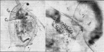 Gicklhorn+Keller-1925-1: Details Image preview