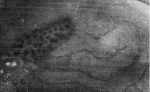 Gicklhorn+Keller-1925-2: Details Image preview