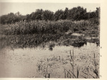 Gripekoven-1914-5: Details Image preview
