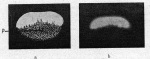 Homann-1924-3: Details Image preview