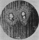 Kuester-1923-1: Details Image preview