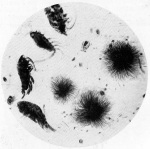 Lenz-1928-17: Details Image preview