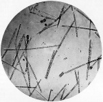 Lenz-1928-23: Details Image preview