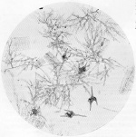 Lenz-1928-25: Details Image preview
