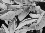 Lenz-1928-34: Details Image preview