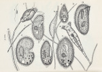 Liebmann-1951-Taf.IV: Details Image preview