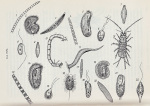 Liebmann-1951-Taf.VII: Details Image preview