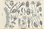 Liebmann-1951-Taf.X: Details Image preview