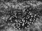 Metz-1926-6: Details Image preview