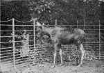 Mohr-1917-6: Detailansicht Bildvorschau