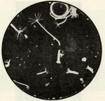 Naumann-1925-217: Details Image preview