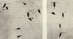 Naumann-1925-220: Details Image preview