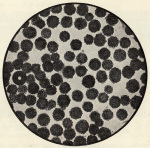 Naumann-1925-225: Details Image preview
