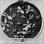 Renner-1924-1: Details Image preview