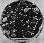 Renner-1924-2: Details Image preview